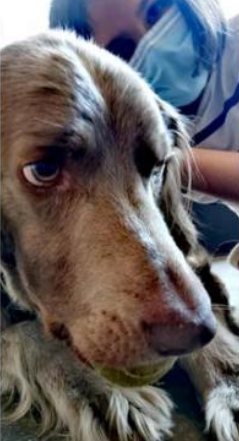 Chien de Vittoretti